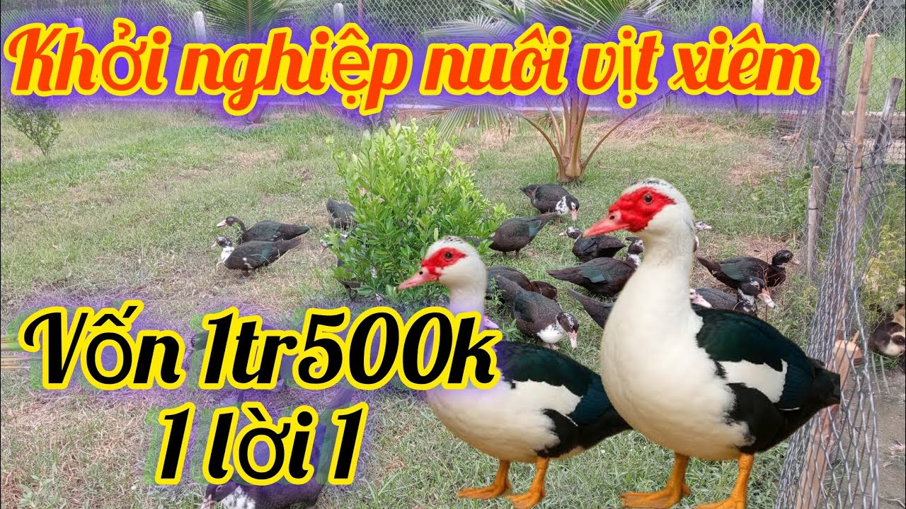Khởi nghiệp nuôi vịt xiêm với nguồn vốn thấp  - Chăn nuôi Tây Ninh 