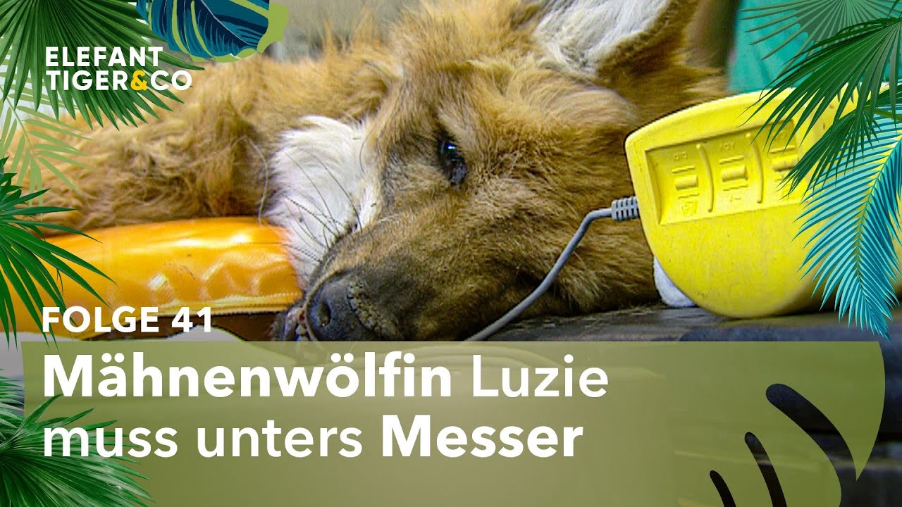Böse Überraschung bei Mähnenwölfin Luzie (Folge 41) | Elefant, Tiger & Co. | MDR