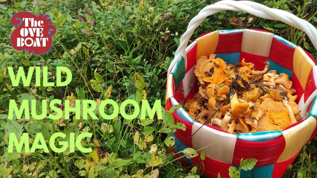 Chasing Black Trumpets, Found Golden Chanterelles Instead!