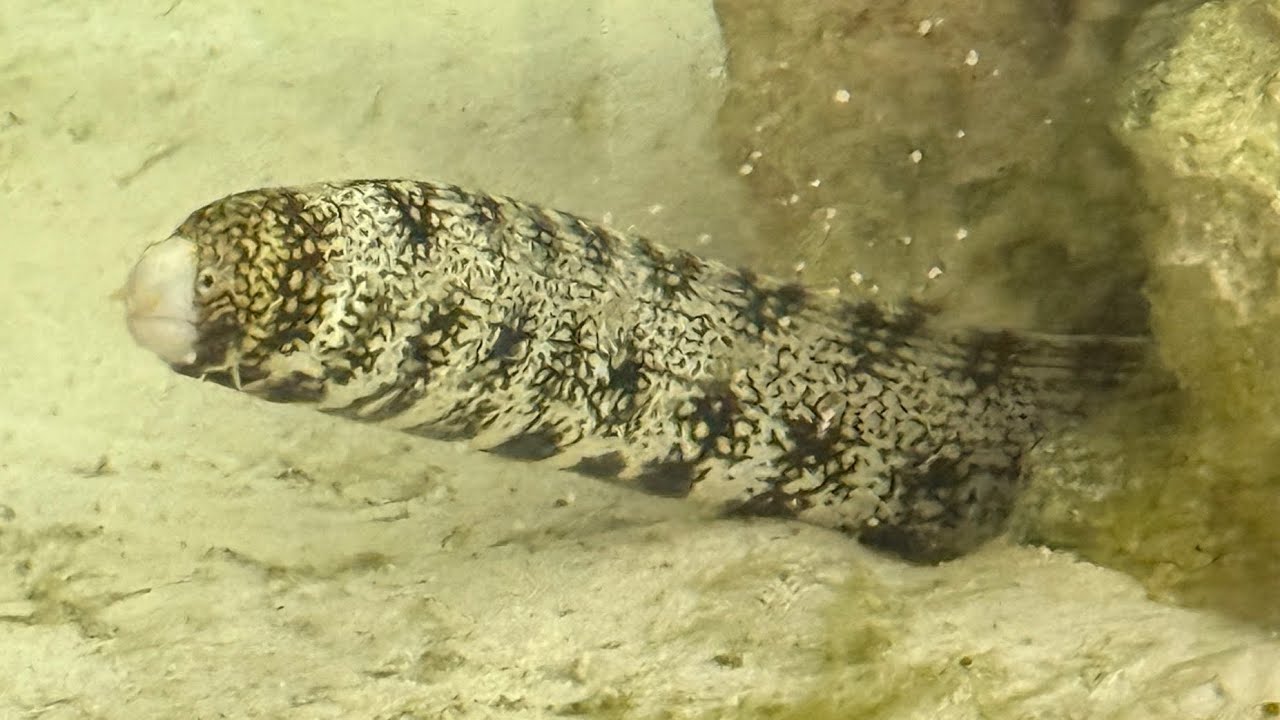 The Deep Dive E1 Snowflake Moray Eel