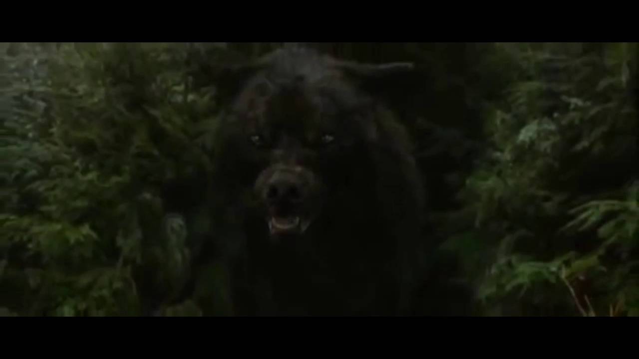 Twilight les loups
