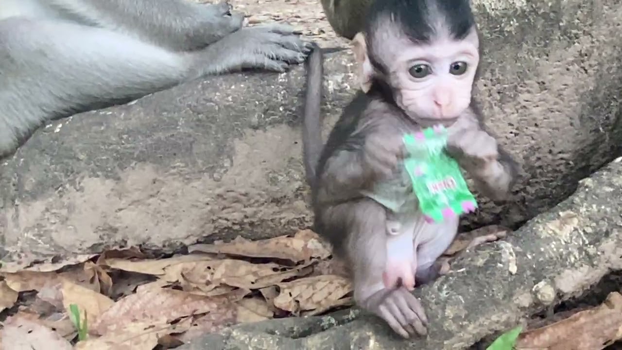 Monkey 