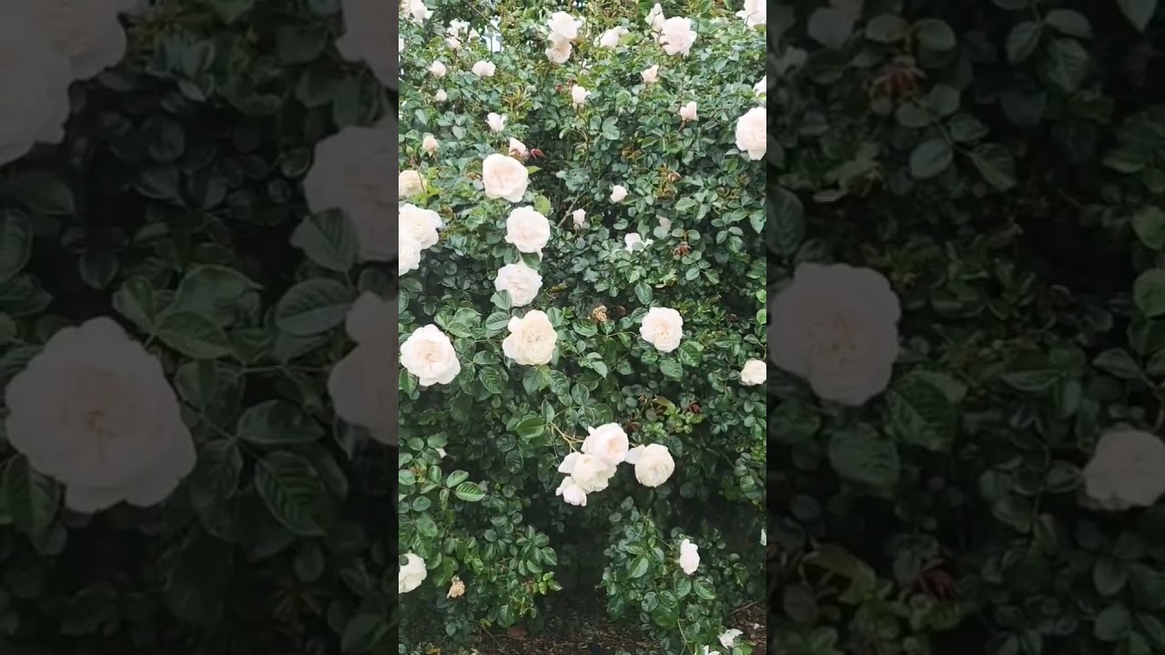 Rose#have you seen these many roses in home garden #Australia #nature