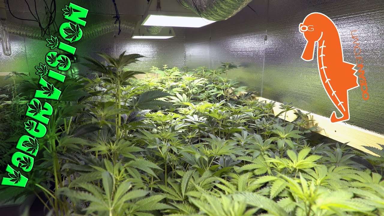 Winter Grow Op Check Up!