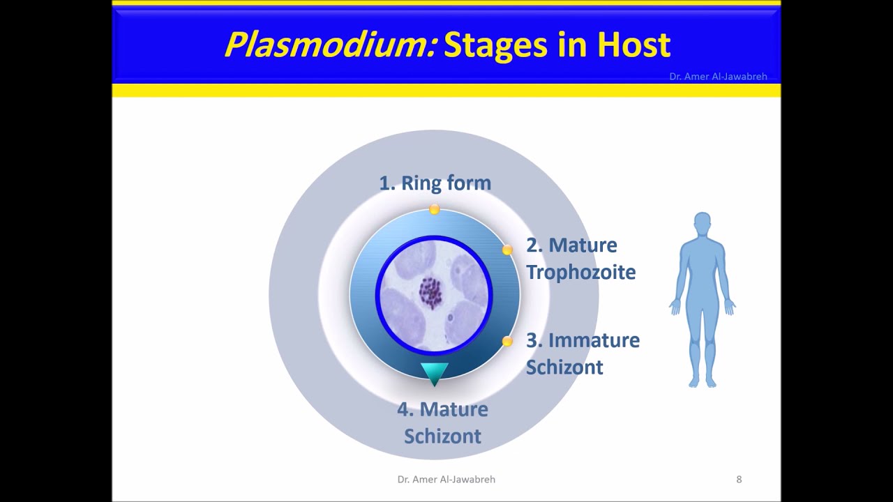 Malaria 5: P  malariae stages