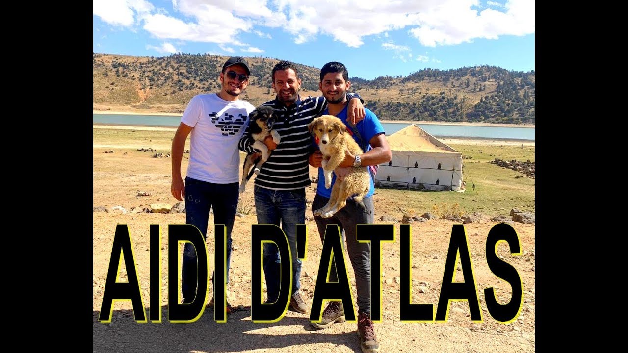 رحلة البحث عن كلب الاطلس المغربي Aidi de l'atlas