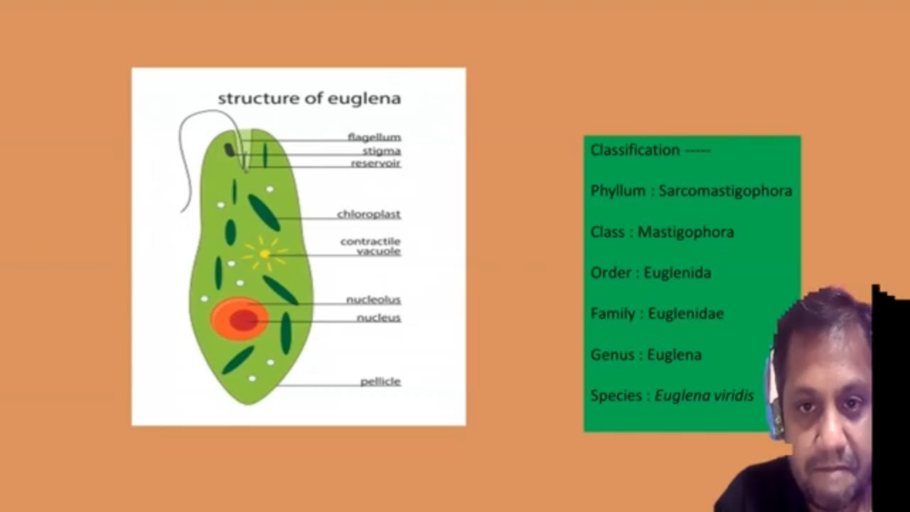 Structure of Euglena viridis -1