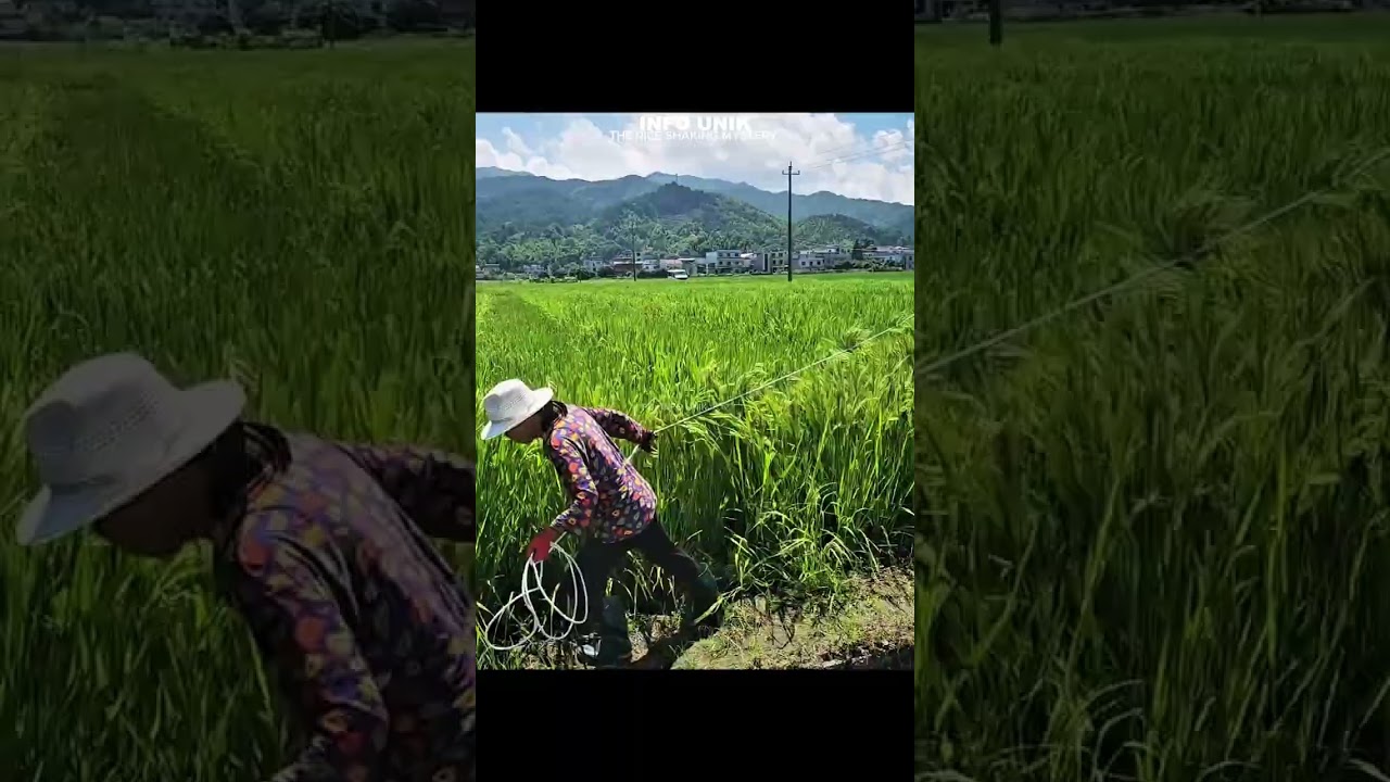 cara merawat padi, orang China #yuoutube #berkebun #fyp 