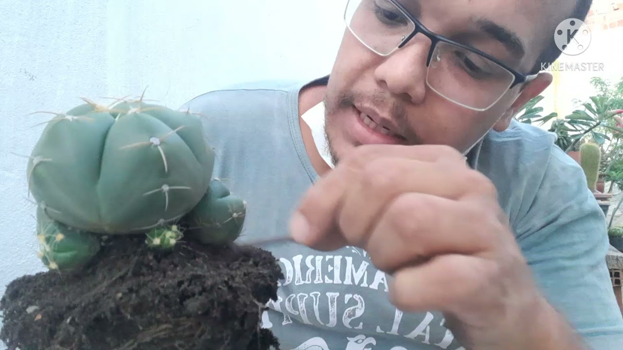 Gymnocalycium horstii