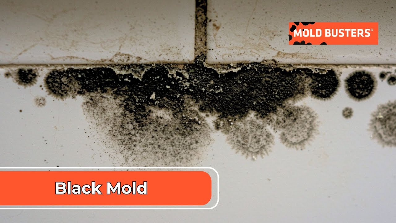 Black Mold -  Stachybotrys chartarum - Mold Busters