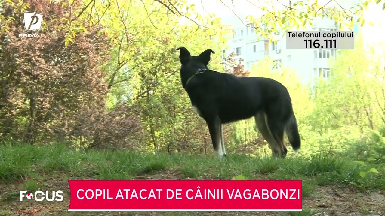 Caz şocant în Galaţi: un copil de 3 ani a fost atacat de câini. A ajuns în stare gravă la spital