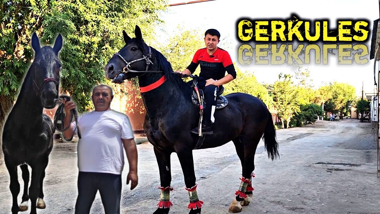 ULOQCHI OT SOTILADI GERKULES ULUGBEKDA. 175 cm. SLASKA.!horsemarketin.!продаютсялошады.Отбозор