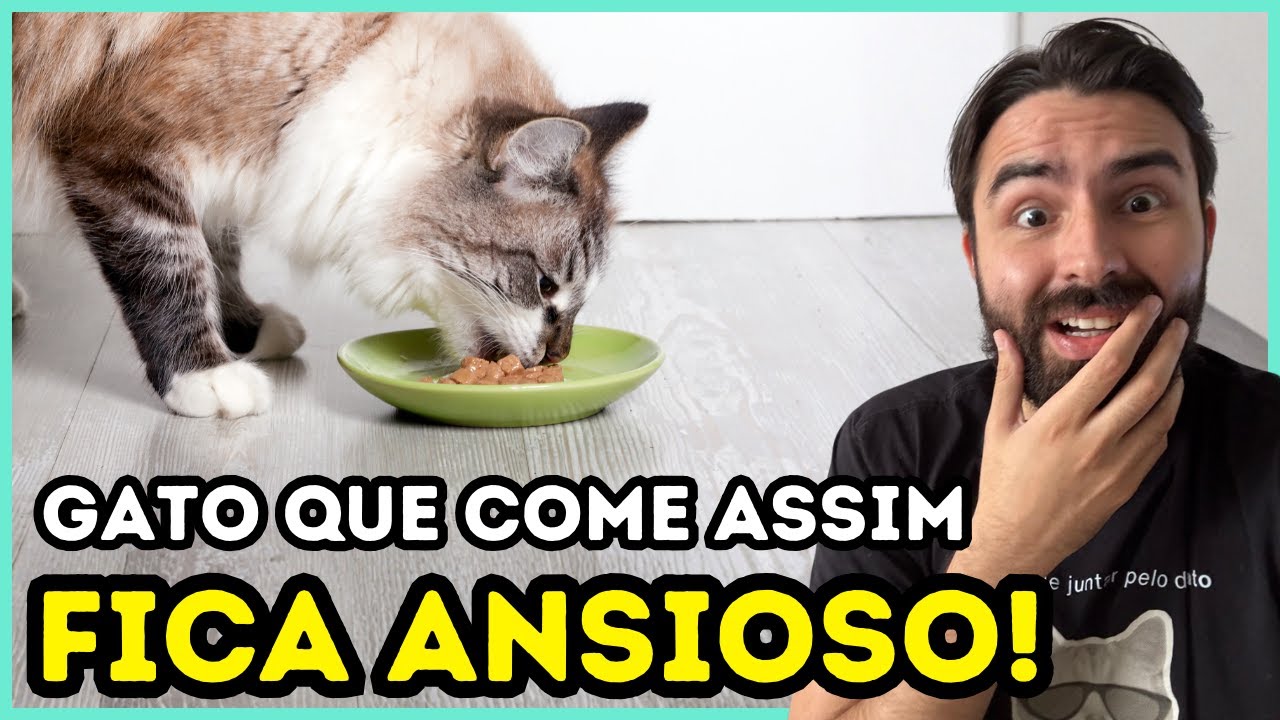 Pare De Alimentar o Seu Gato ASSIM Senão Ele Ficará ANSIOSO!