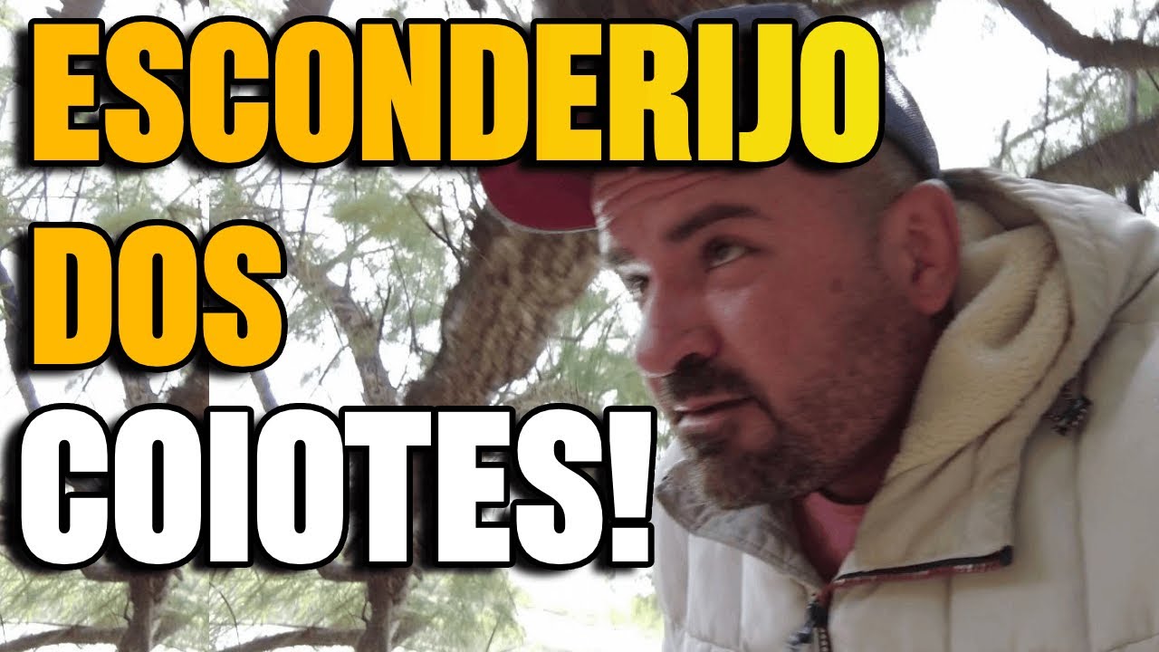 OS COIOTES PASSAM AQUI EM NUEVO LAREDO M&Eacute;XICO