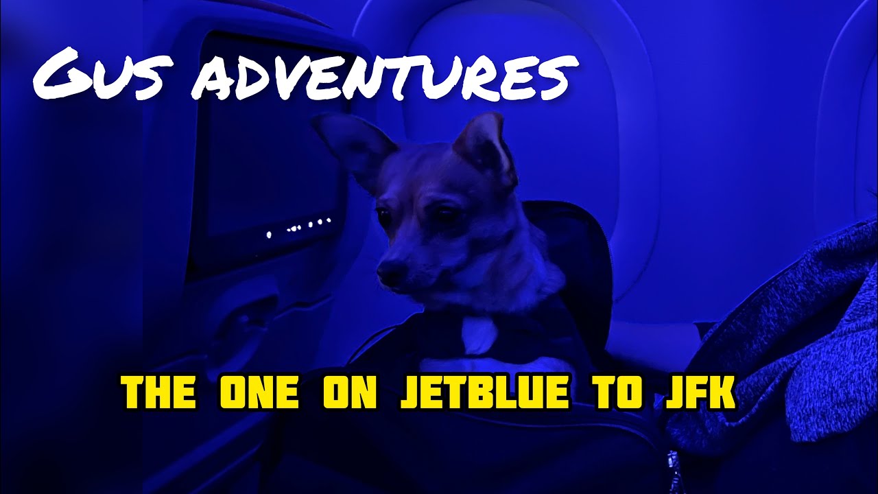 Chi mix pup flies to NYC on JetBlue