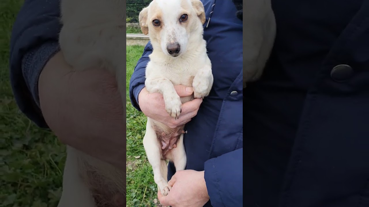 Lilly, taglia piccola, in adozione. Info:3404754484