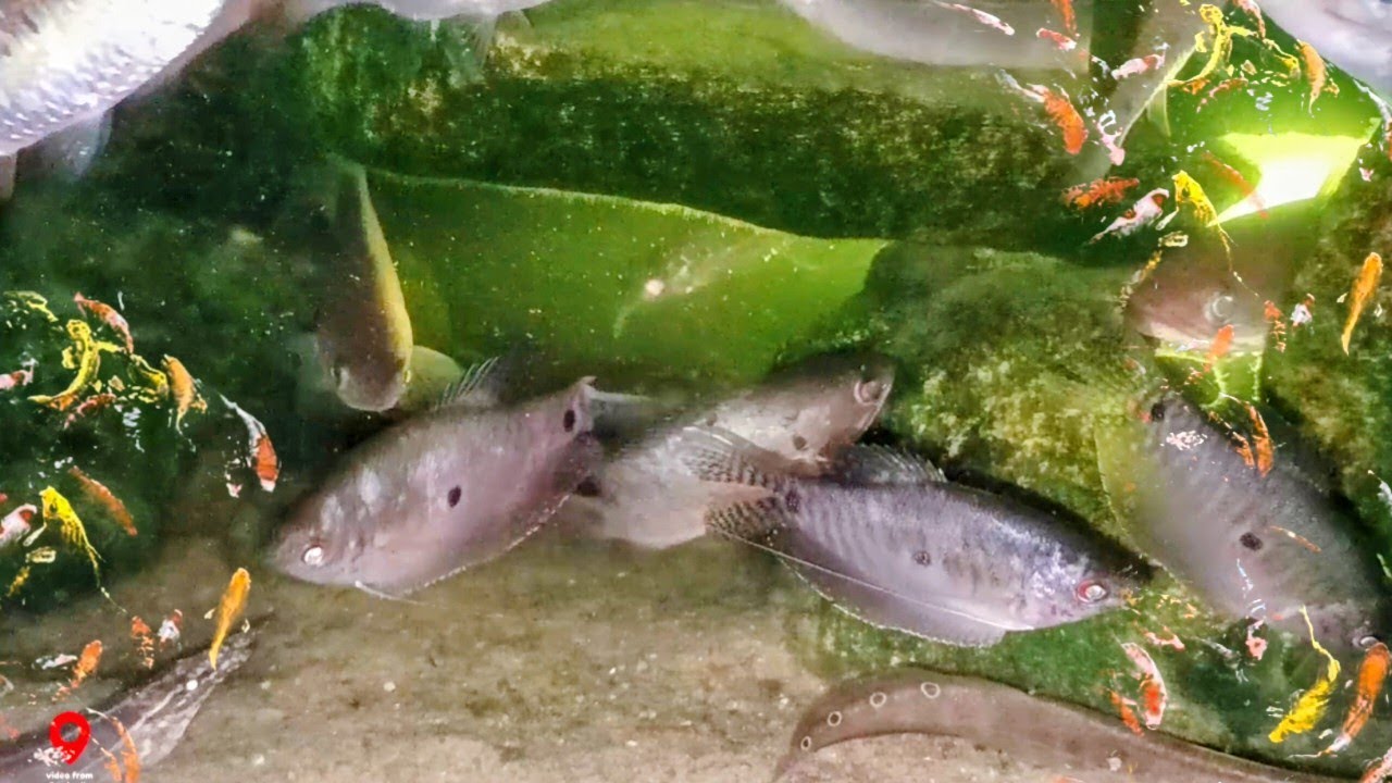 Under the Rock: Fish Habitats Revealed