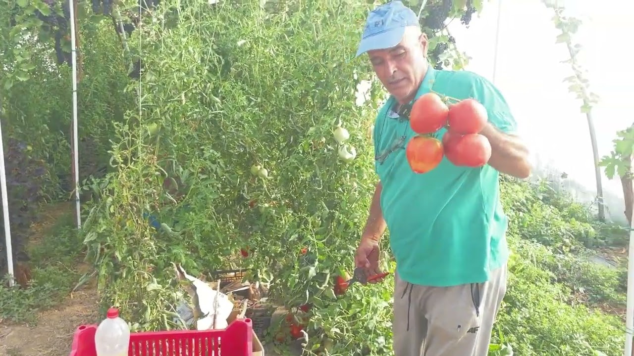 Vița de vie în solar, plantația viitorului, fără boli și dăunători. Un strugure poate ajunge la 3 kg