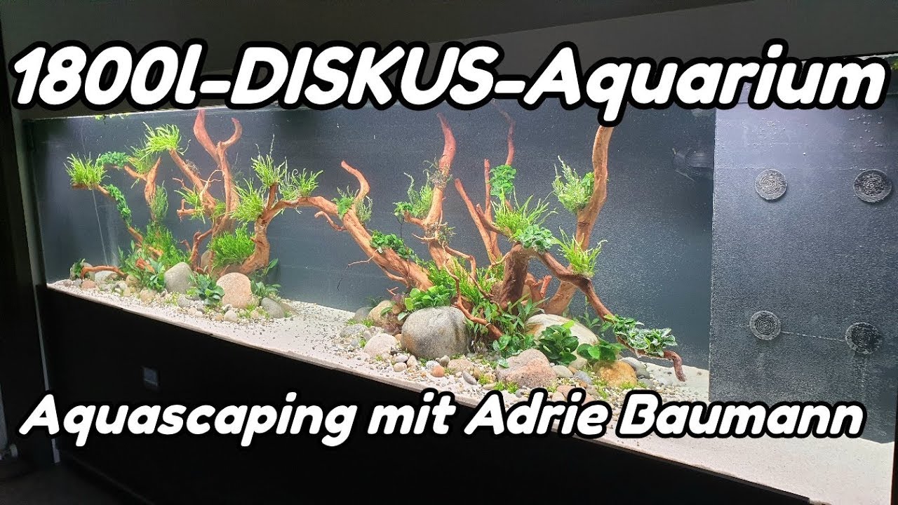1800l-DISKUS-Aquarium - Aquascaping mit Adrie Baumann