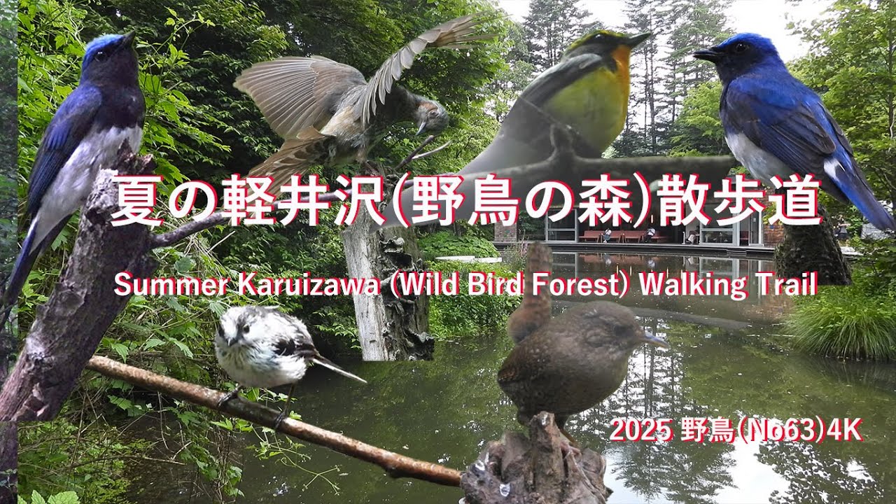2025 野鳥(No63)4K夏の軽井沢(野鳥の森)散歩道Summer Karuizawa (Wild Bird Forest) Walking Trail#野鳥