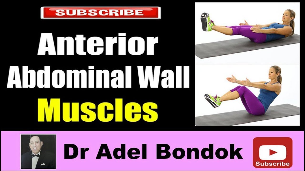 Anterior Abdominal Wall Muscles, Dr Adel Bondok Making Anatomy Easy