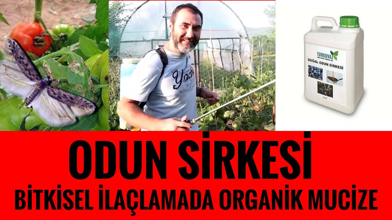 TUTA CANAVARINA ORGANİK ÇÖZÜMLER | Odun Sirkesi Uygulaması| Domates Güvesi ve Zararlı Mücadelesi