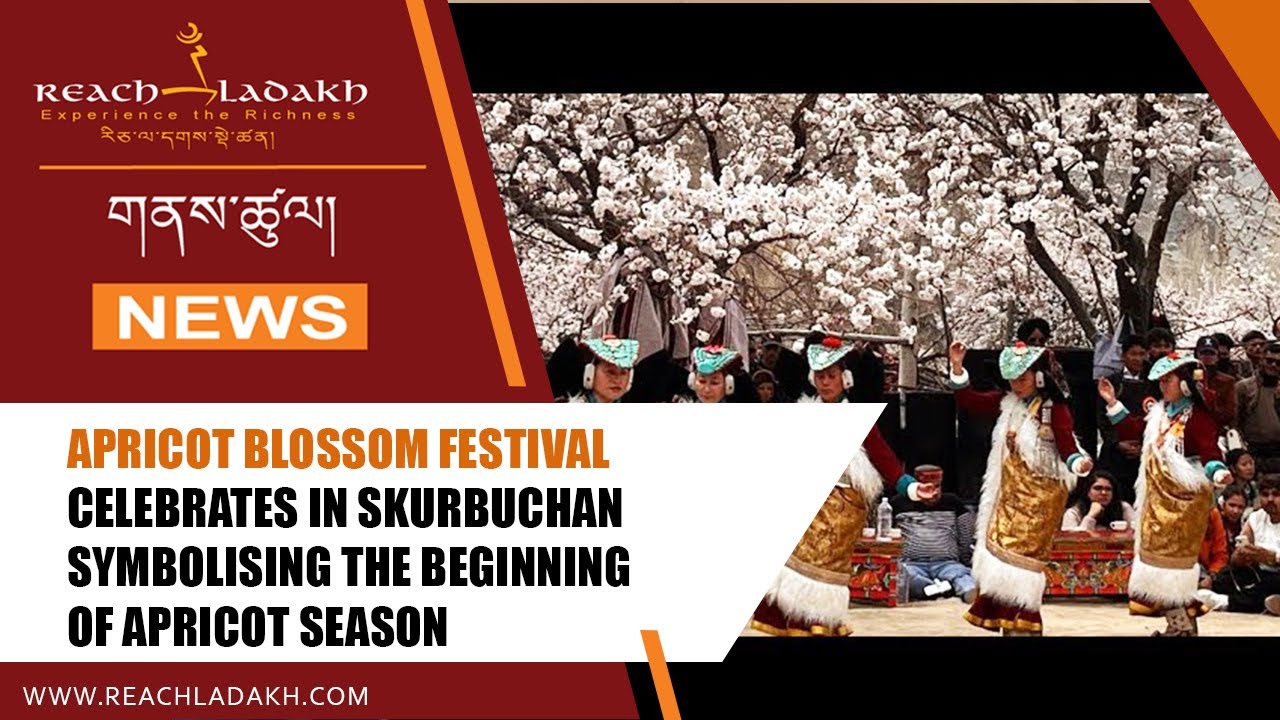 Apricot Blossom festival celebrates in Skurbuchan symbolising the beginning of apricot season