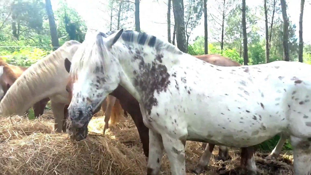 Théorie Galops 1 et 2. Partie 2: comment différencier un cheval d'un autre?