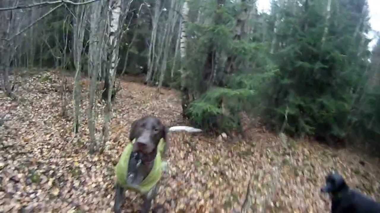 Eurohound and a Vorsteh getting their treats