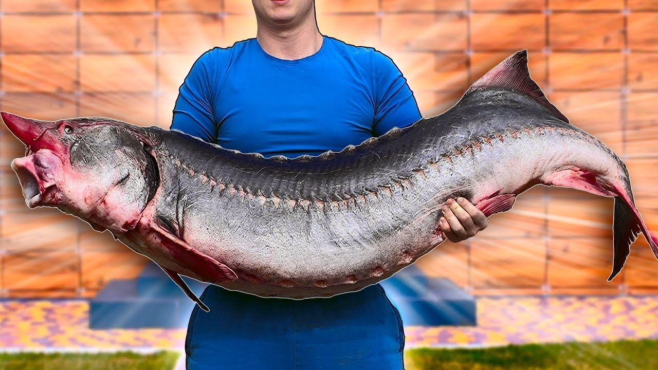 Recette d'&eacute;normes esturgeons de 44 kg | Gros Esturgeon Cuisiner et Manger par VANZAI