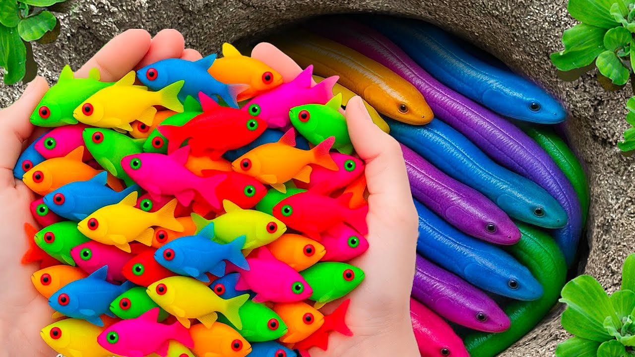 Catching Strange Aquarium Fish in The Wild, Guppies, Mouse Fish, Seahorses, Goldfish, Koi, Turtles