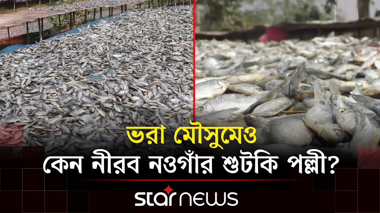 হারিয়ে যাচ্ছে নওগাঁর শুটকি পল্লীর চিরচেনা রুপ | Naogaon | Dry Fish | Star News