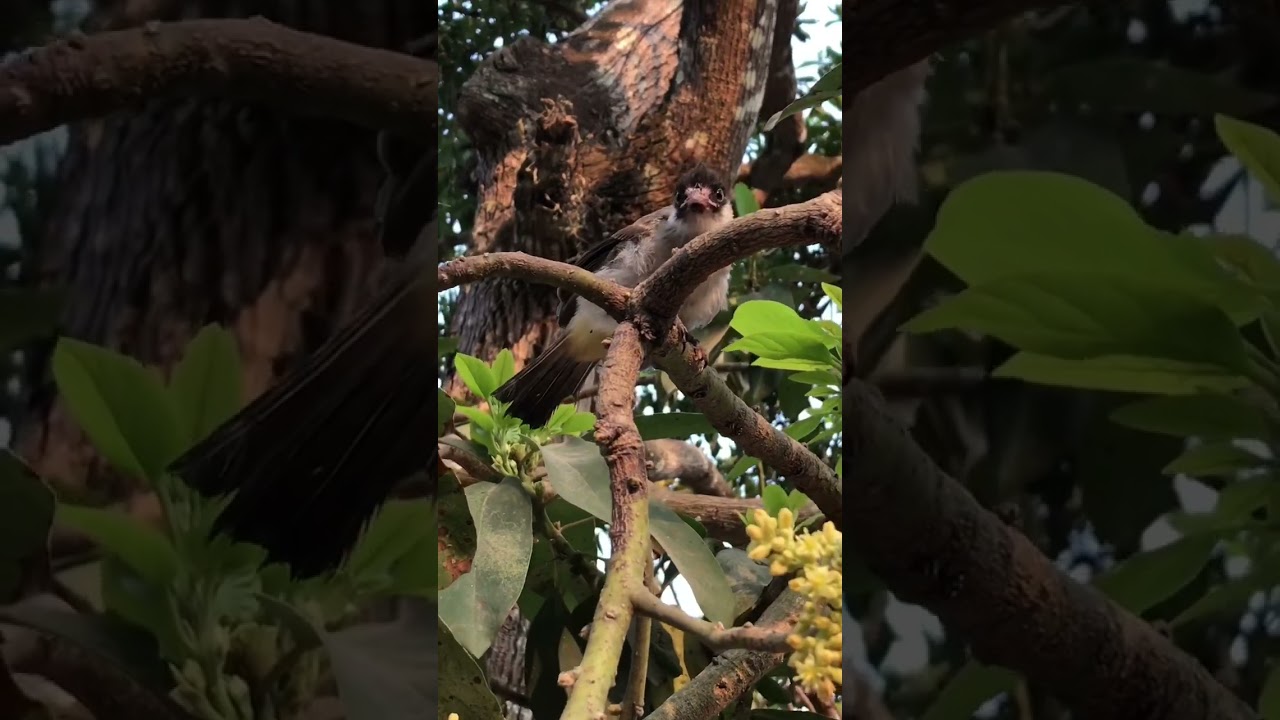 PELIHARA BURUNG TANPA SANGKAR | TITISAN JAGUAR SNIPER KICAU WKWK