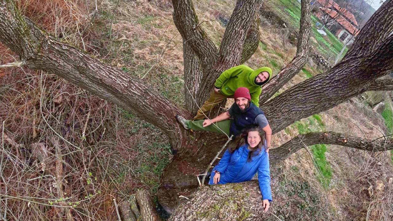 ЖИВОТ на СЕЛО: Как се грижим за ОПАСНИТЕ и високи ДЪРВЕТА