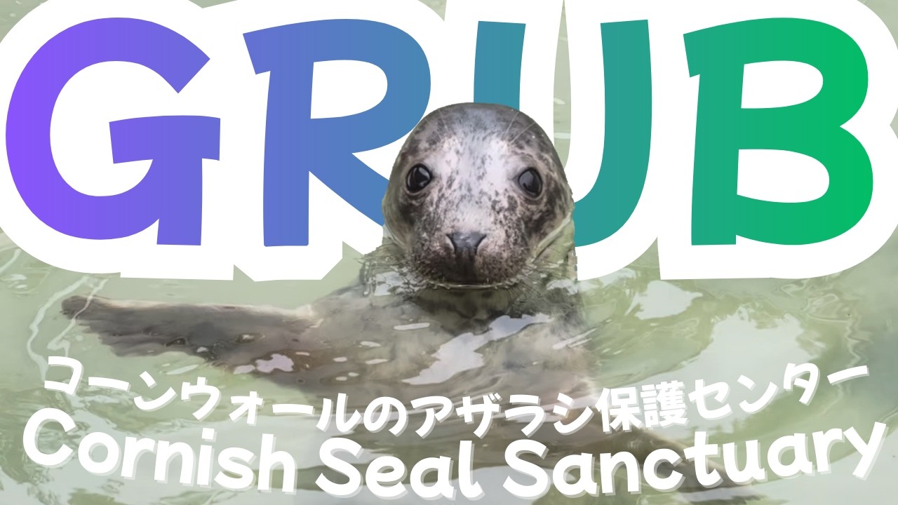 Baby Gray Seal Grub, Sanctuary Seal Feedings & Wild Seals! | コーンウォールの保護施設と野生のアザラシ 🌿🦭💖🦭🌿 Cornwall UK!