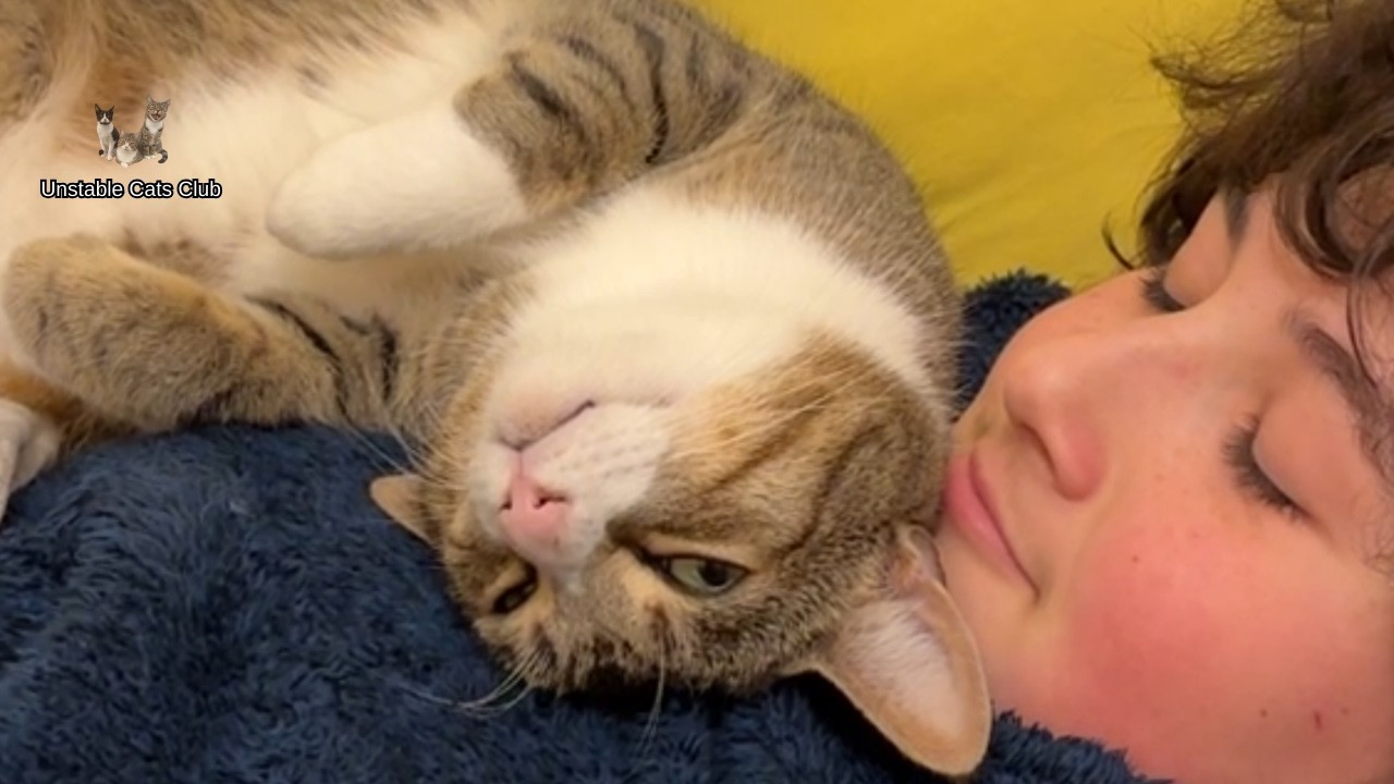 Prince’s Peaceful Journey – The Rescue Cat Who Finally Found Home💜😽