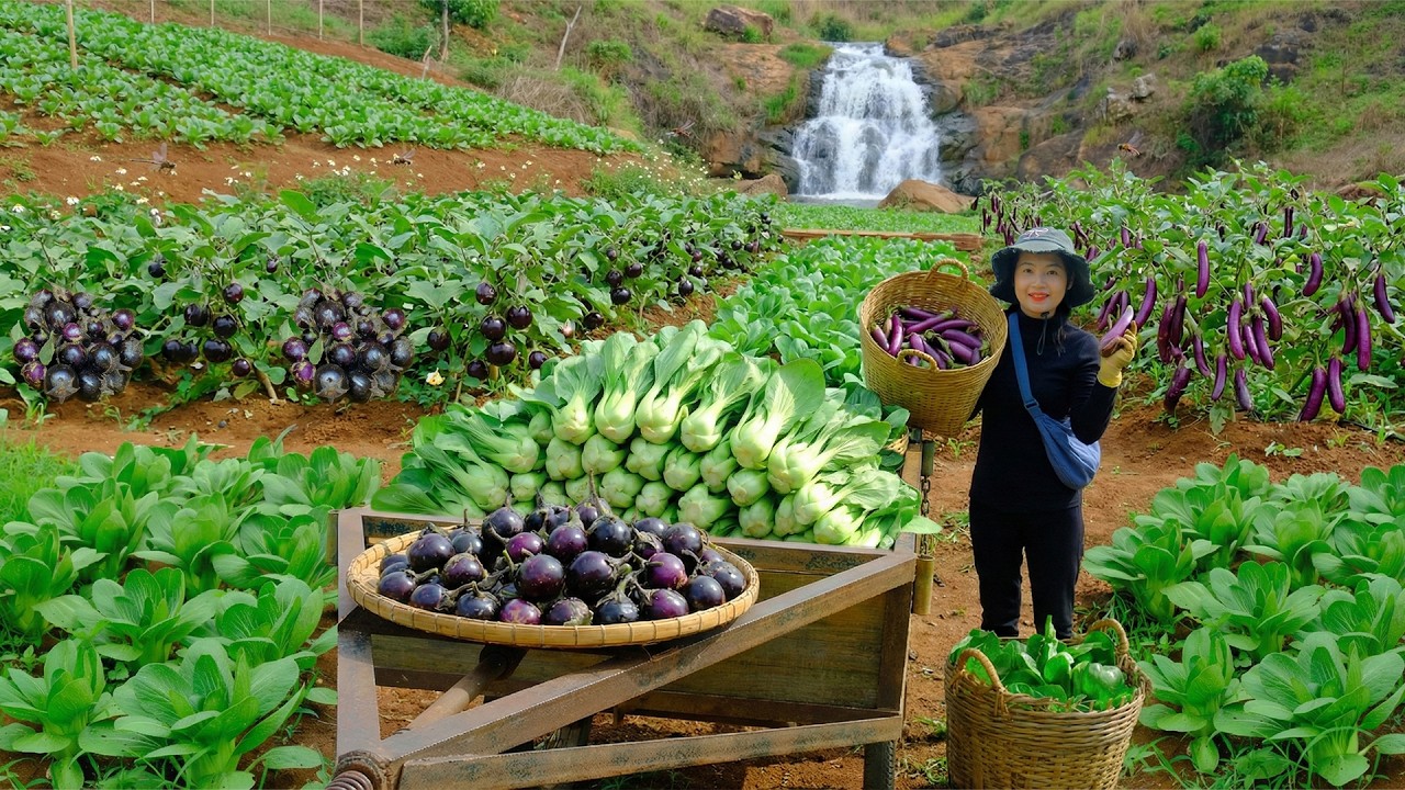 Harvest Bok Choy, Long And Round Eggplants Go To  The Market To Sell &ndash; Cook With Them - Raise Animal