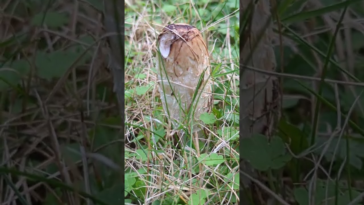 Part 1 of the Shaggy Ink Cap story