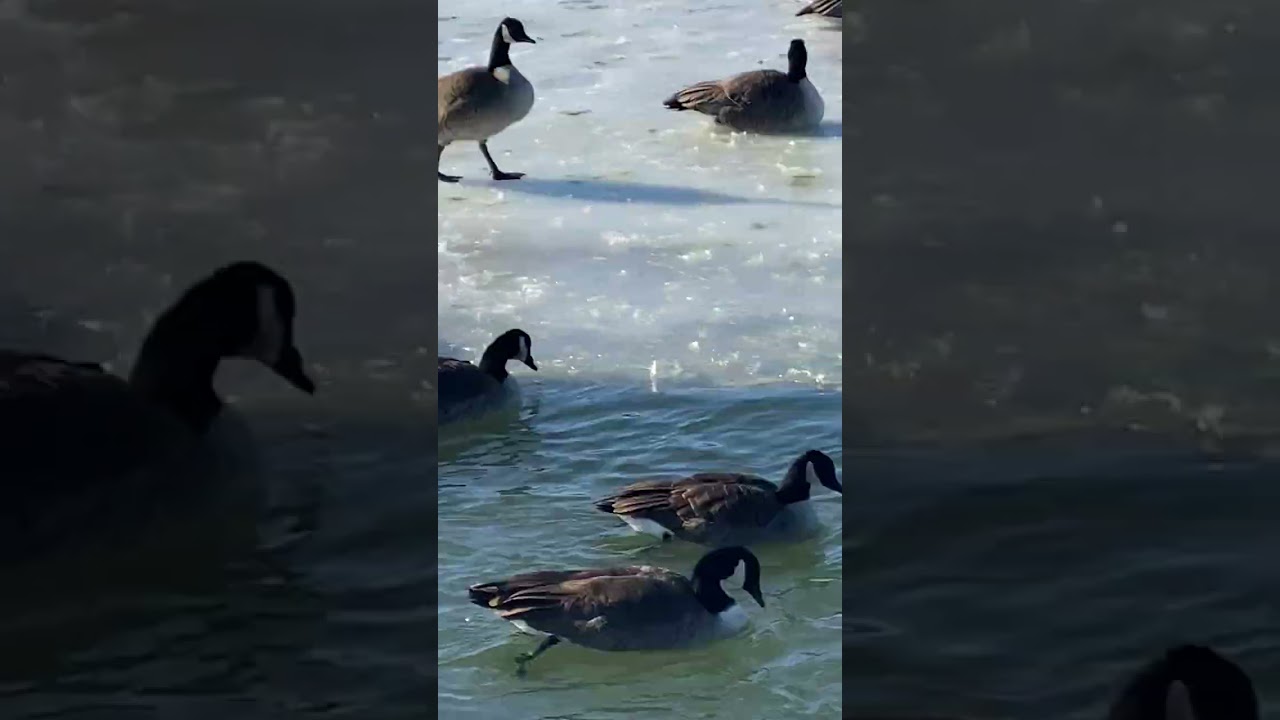 Hundreds of Birds on the Ice Hanging Around