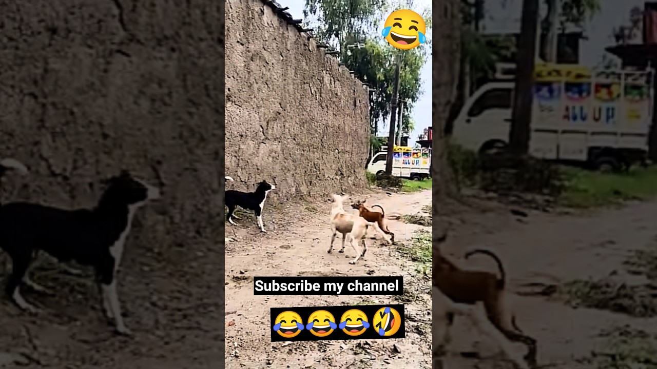 funny dogs🐕
