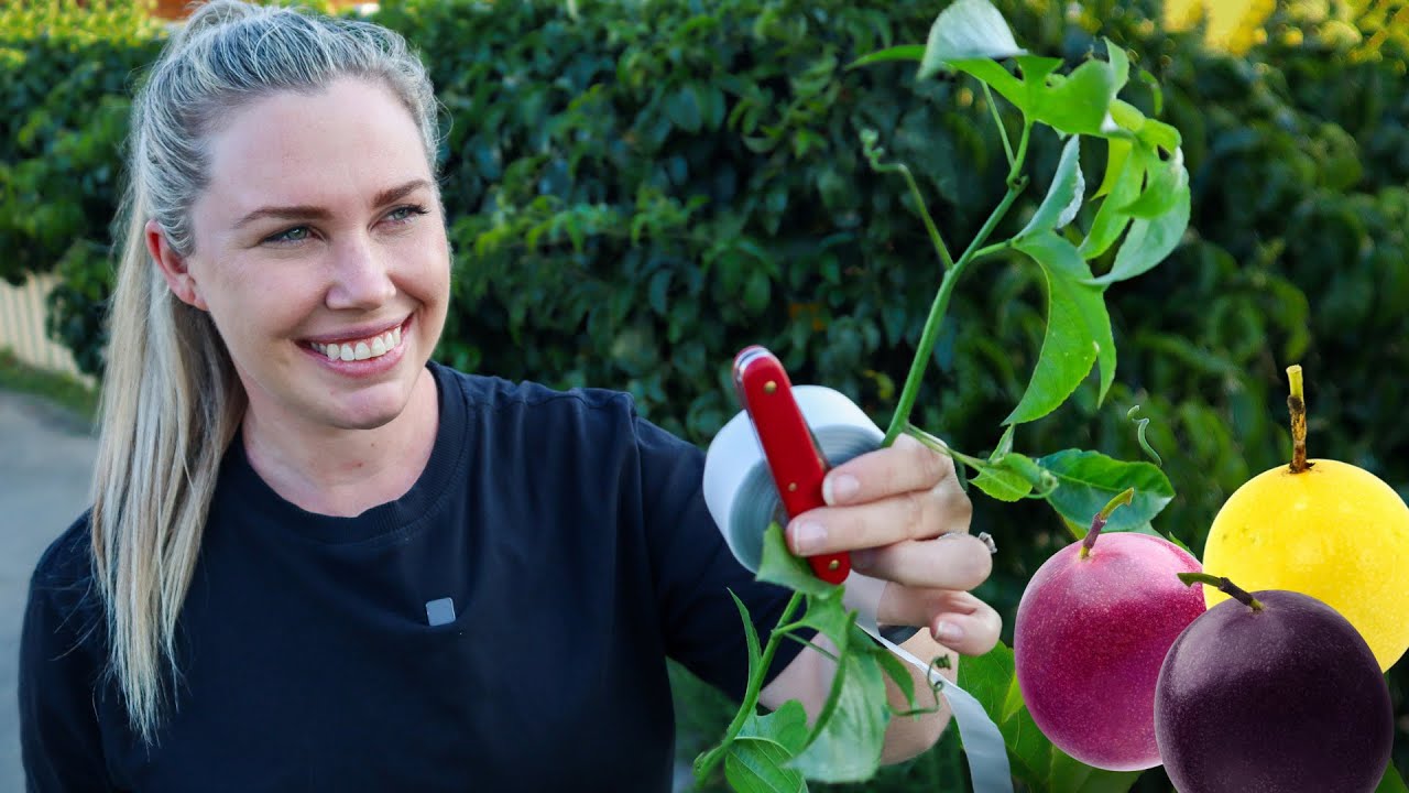 5 Tips for GRAFTING different coloured passionfruit on one vine! 🌿