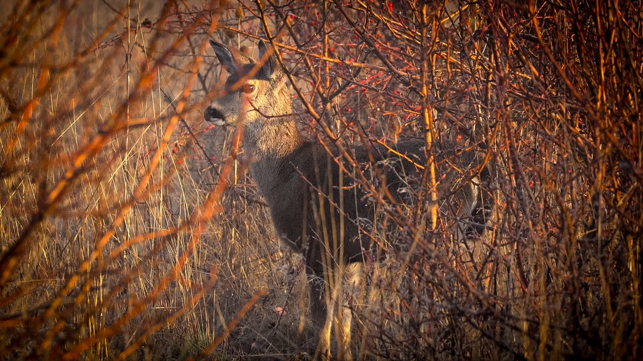 A Hunting Deer Tale with a Hungry Predator