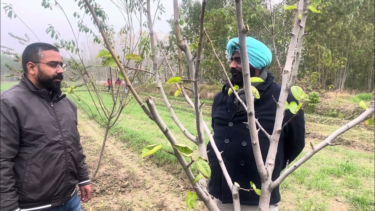 Very important tips while doing training and pruning of  2 to 3 years old plants of pears and plums