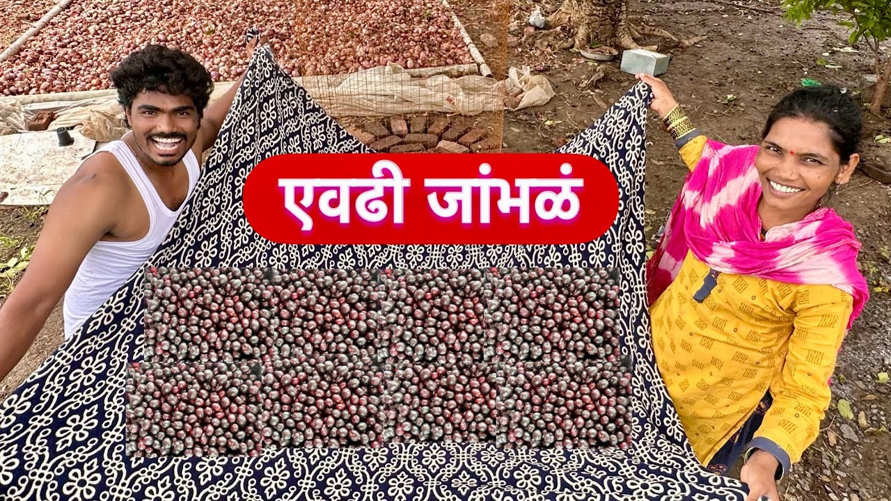 आम्ही किती जांभळं पाडली बघा 😆 गावाकडची मज्जा #vlog