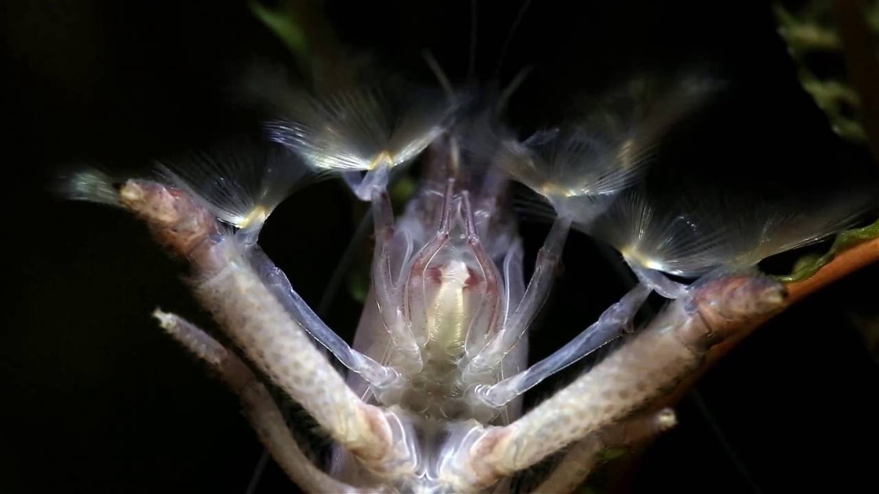 Vampire Shrimp Mouth Macro