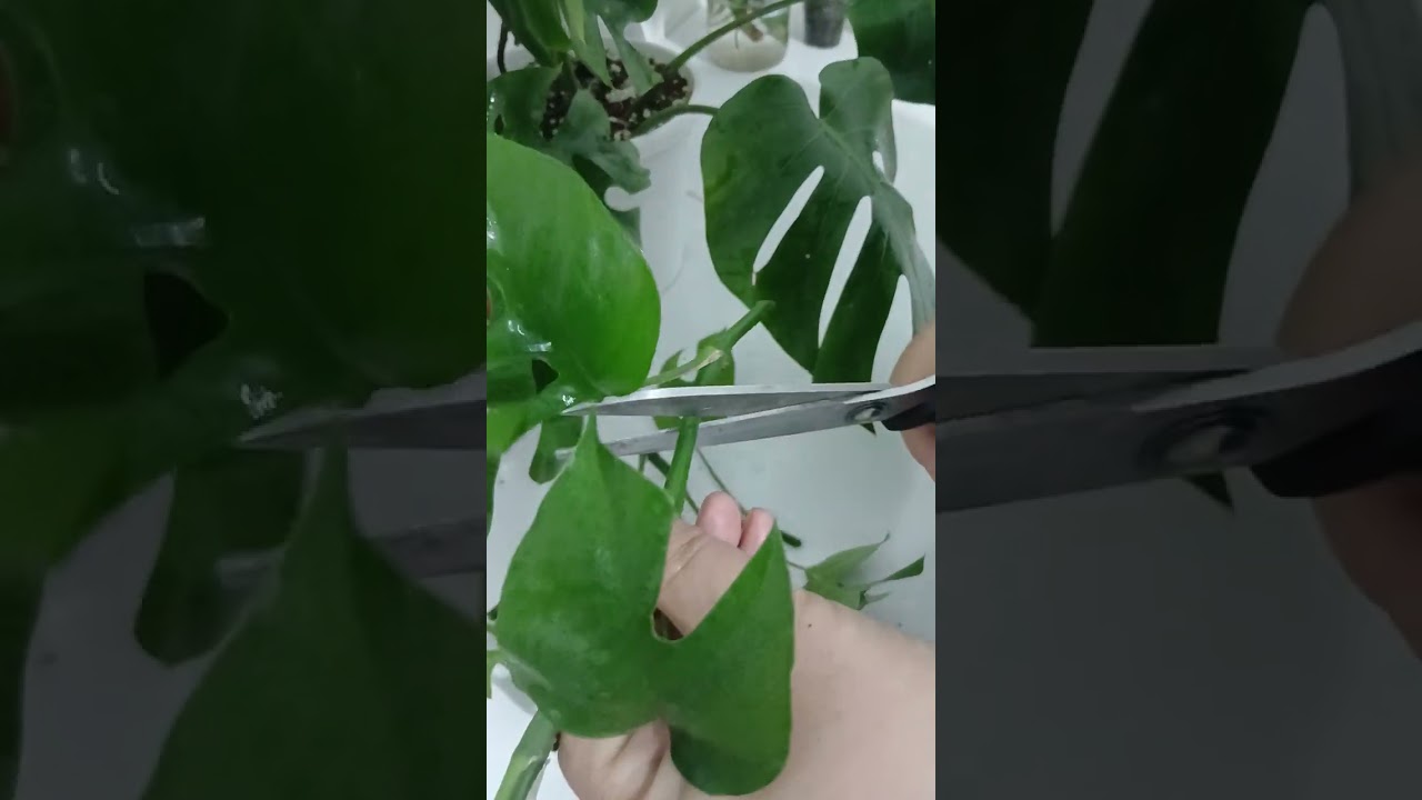 Monstera gulini kopaytirishninig eng zo‘r usuli.