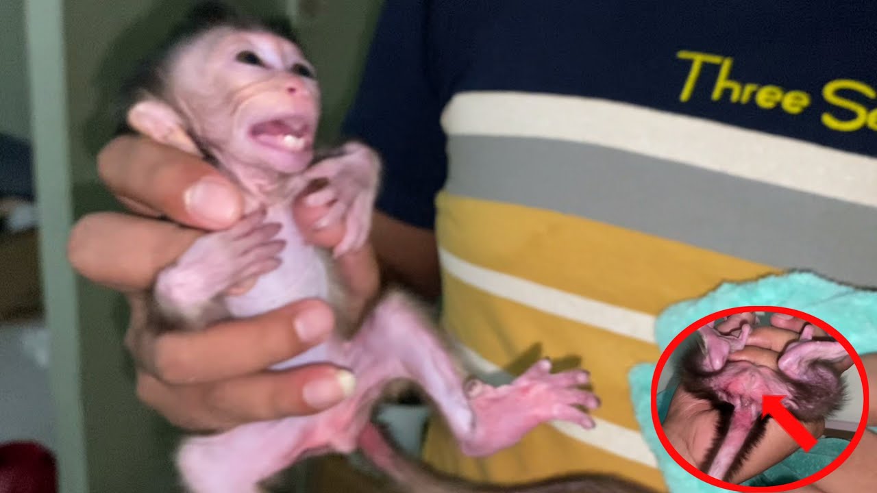LITTLE BABY MONKEY HAS A RASH AND HE IS ANGRY WHEN TREATED