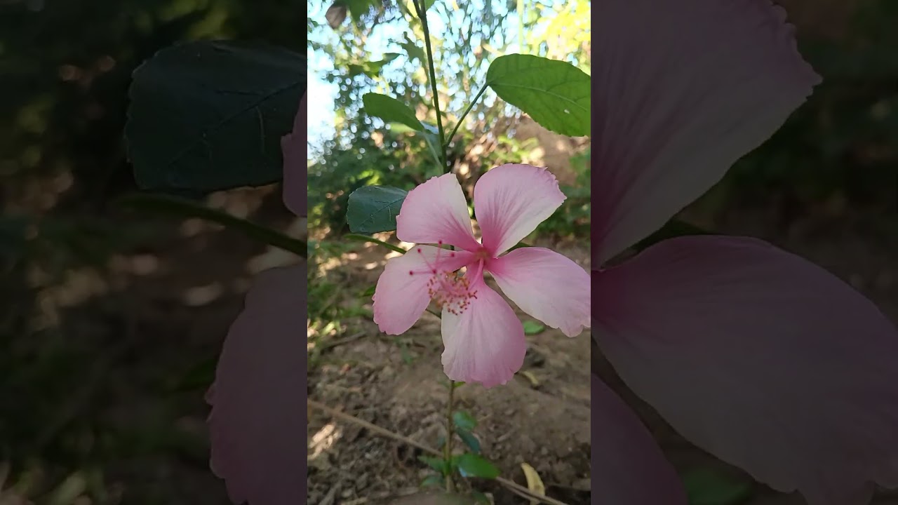 Real beutiful flower 🌺 framing video 
