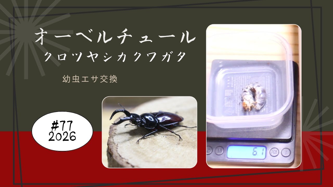 #77【オーベルチュールクロツヤシカ】新年最初の動画はこちらボトル交換やっていきます！