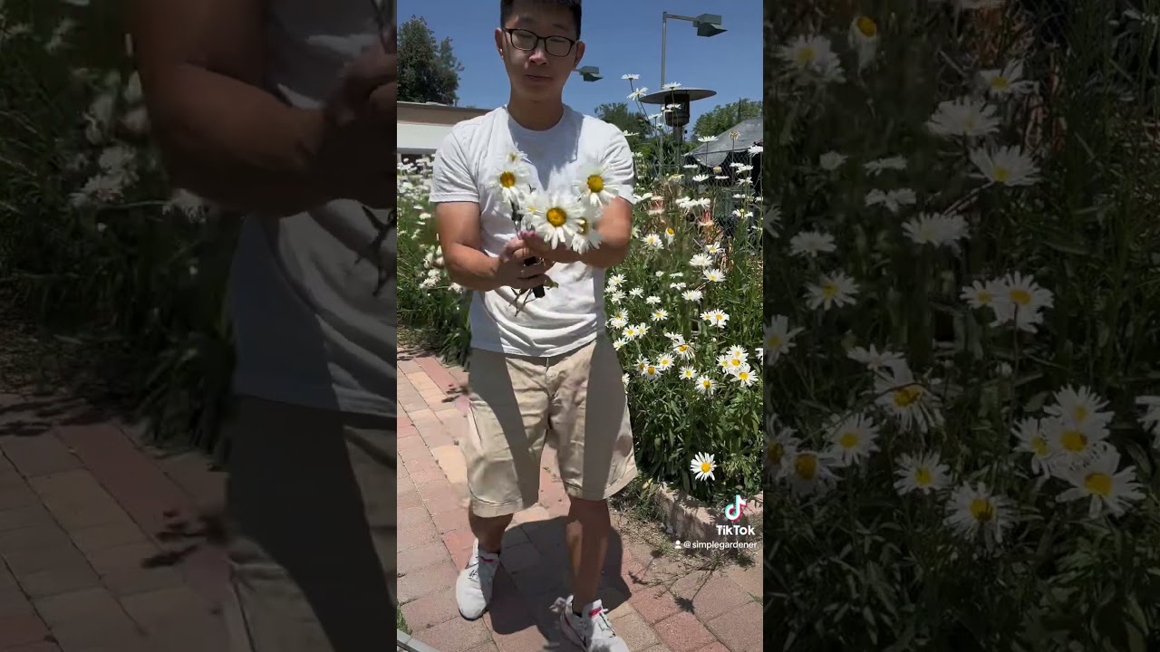 Trimming my Daisies